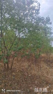 40公分(4杆)丛生乌桕