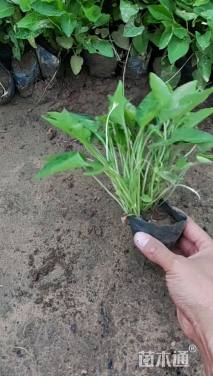 高度15厘米紫花地丁