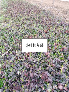 高度40厘米胶东卫矛