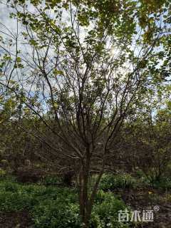 高度500厘米丛生黄栌