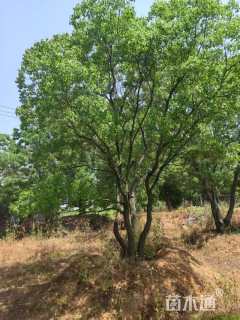 30公分(2杆)丛生乌桕