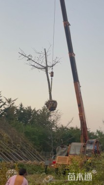 12公分嫁接银杏