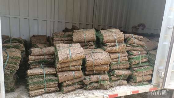 草卷状马尼拉草