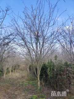 10公分西府海棠