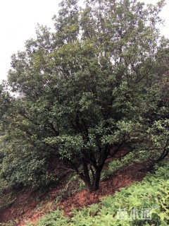 32公分丛生杨梅