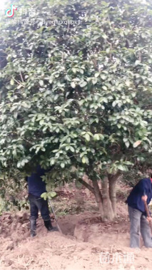 高度550厘米丛生桂花