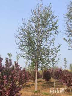 18公分美国红枫