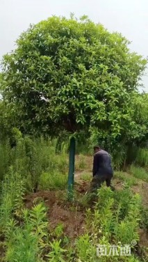 18公分高杆桂花