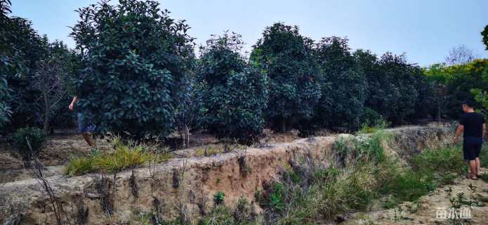 高度350厘米中华石楠