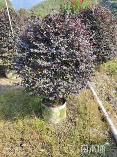 冠幅100厘米红花继木球