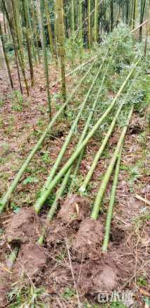 地栽苗雷竹