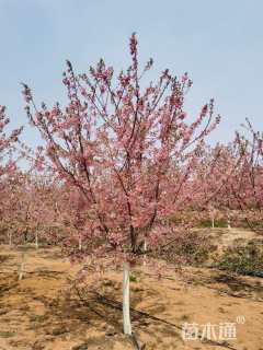 11公分红粉佳人樱