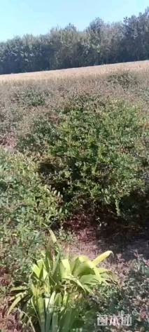 冠幅150厘米火棘球