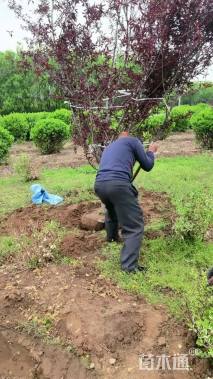 10公分红叶碧桃