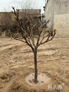 高度225厘米紫斑牡丹