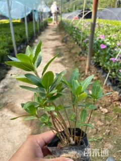 高度20厘米长春花