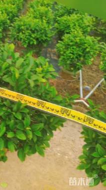 高度100厘米含笑