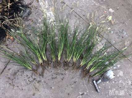 高度30厘米小兔子狼尾草