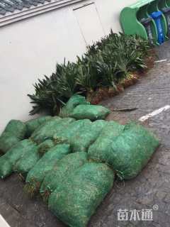 高度15厘米德国鸢尾