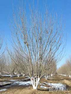 高度500厘米丛生白蜡