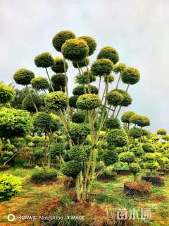 40公分造型亮晶女贞