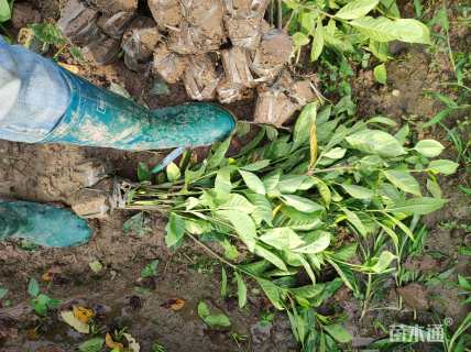 高度50厘米大叶栀子