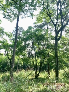 6公分(6杆)丛生朴树