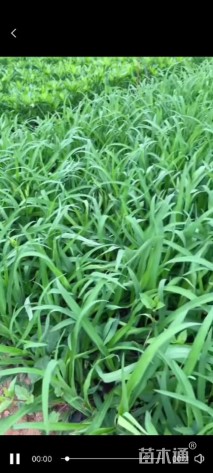 高度20厘米大花萱草