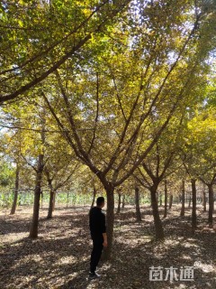 14公分嫁接银杏