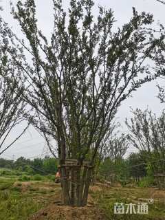100公分丛生朴树