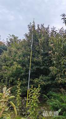 高度400厘米木绣球