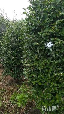 高度250厘米茶梅柱