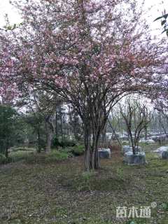 15公分垂丝海棠