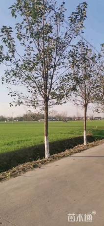 20公分楸树