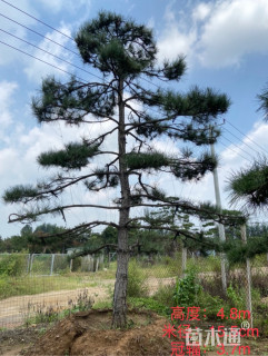 17公分造型油松