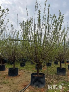 高度250厘米木槿