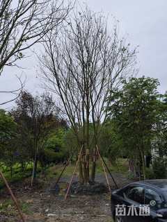 10公分(5杆)丛生朴树