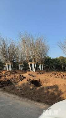 高度900厘米丛生元宝枫