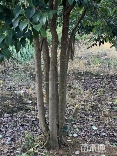 高度450厘米丛生大叶女贞