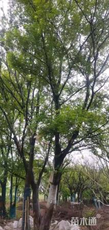 20公分(3杆)丛生朴树