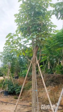 8公分红花风铃木