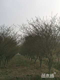 12公分垂丝海棠