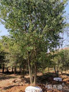 50公分丛生乌桕