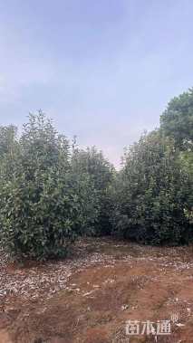 高度350厘米中华石楠