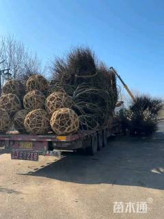 15公分中国红枫