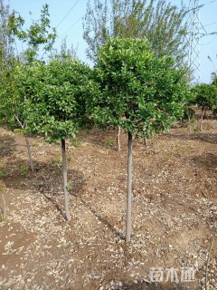 高度200厘米高杆大叶黄杨球