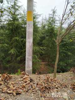 高度400厘米雪松