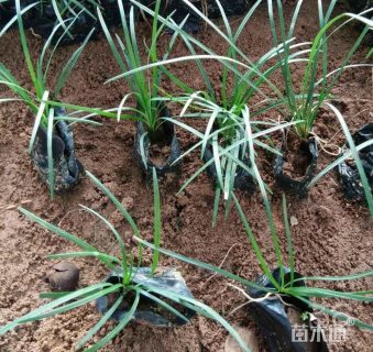 高度15厘米麦冬