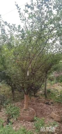 高度650厘米丛生海棠