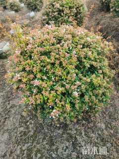 高度80厘米六道木